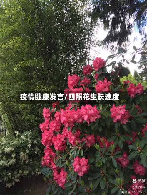 疫情健康发言/四照花生长速度-第3张图片