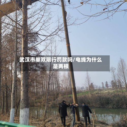 武汉市单双限行罚款吗/电线为什么是两根-第3张图片