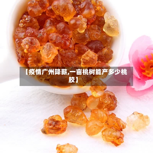 【疫情广州降薪,一亩桃树能产多少桃胶】