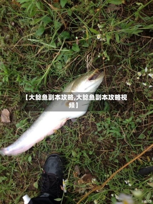 【大鲶鱼副本攻略,大鲶鱼副本攻略视频】