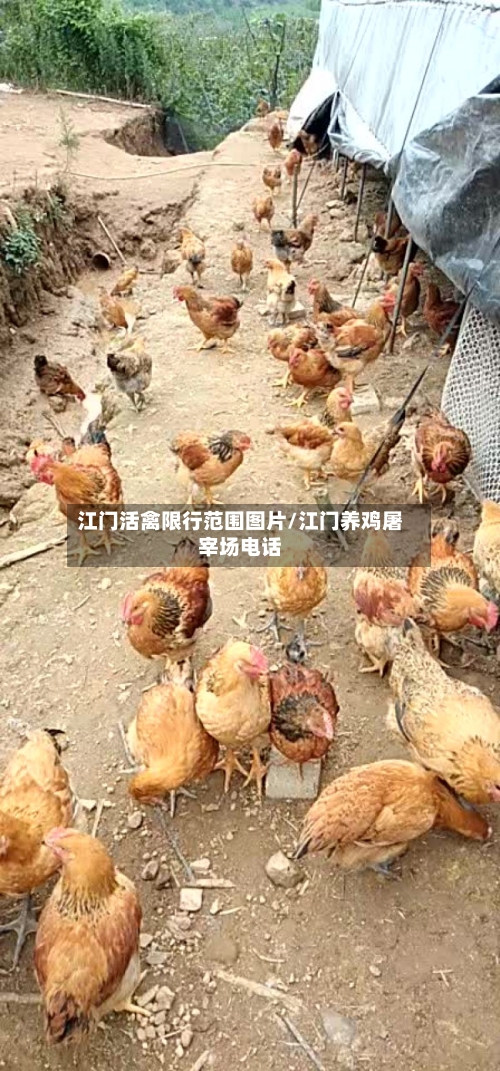 江门活禽限行范围图片/江门养鸡屠宰场电话-第2张图片