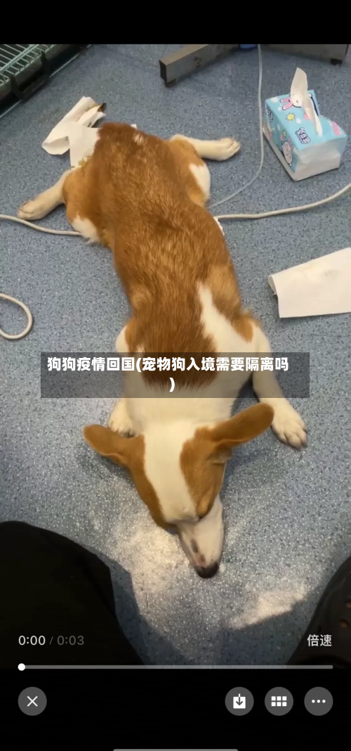 狗狗疫情回国(宠物狗入境需要隔离吗)-第2张图片